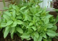 Βασιλικός 250γρ.