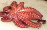 Χταπόδι 1.5-2kg